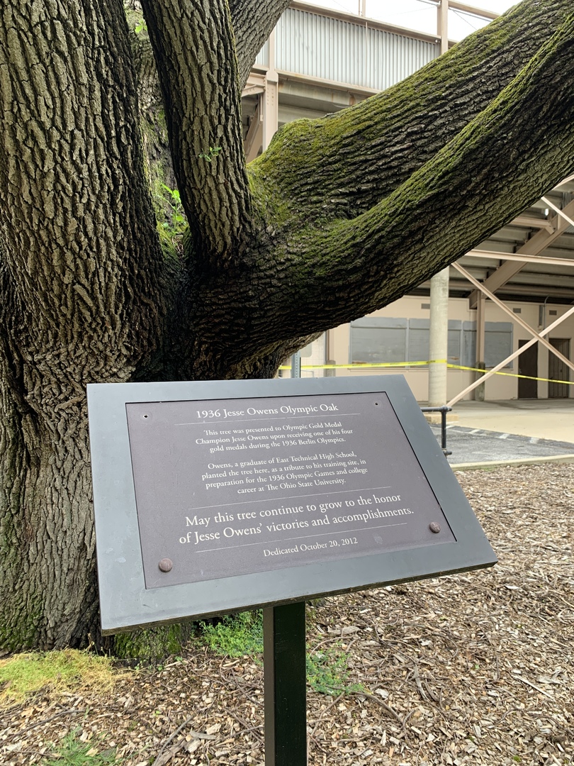 Owens tree 1_Photo Andrea Gyorody 2020 (1).JPG Owens tree 1_Photo Andrea Gyorody 2020 (1).JPG