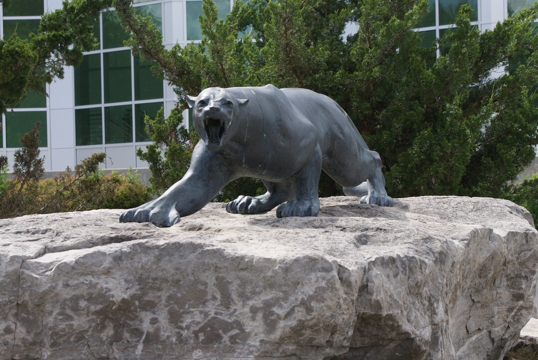 Mountain Lion front.JPG Mountain Lion front.JPG