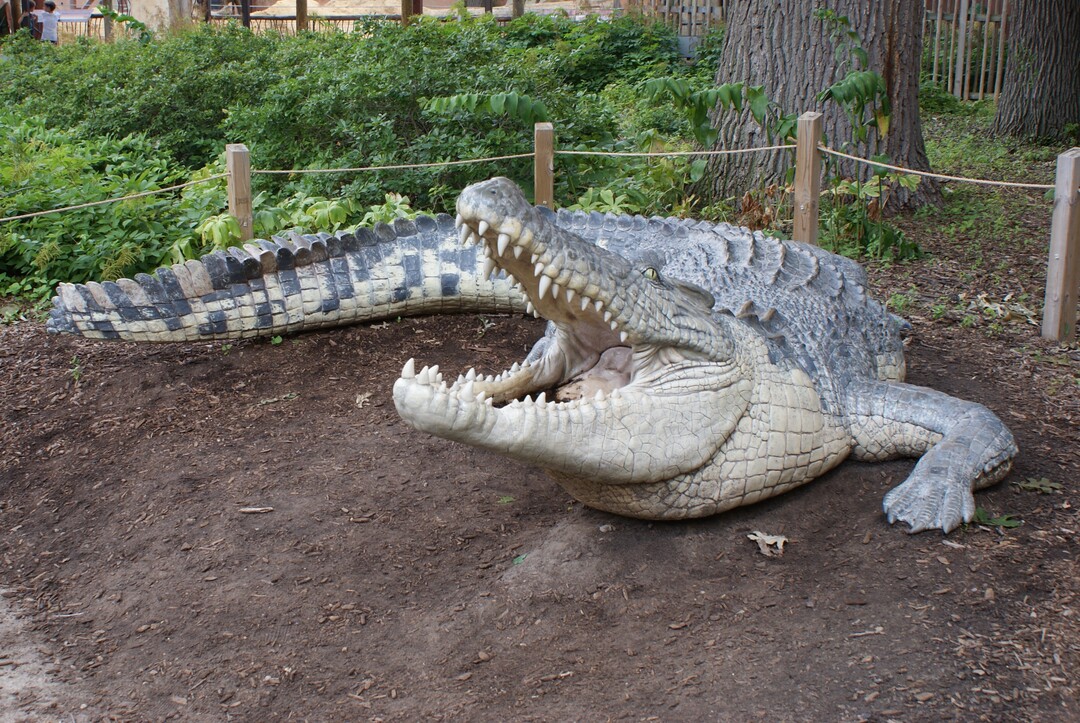 Crocodile.JPG Crocodile.JPG