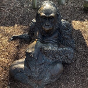 Female Gorilla Front View