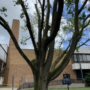 Owens tree 6_Photo Andrea Gyorody 2020.JPG