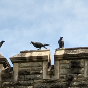 The Kenyon Crows- Close up