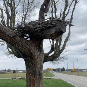 Front Eagle View Eagle Nest