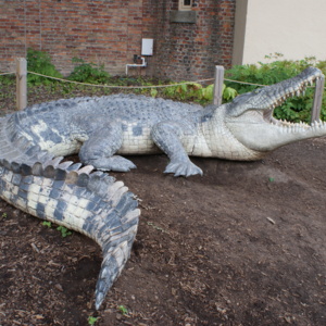 Crocodile Side.JPG