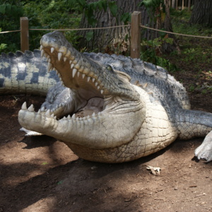 Crocodile Close.JPG