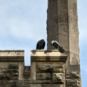 The Kenyon Crows- Close up