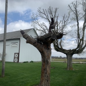 Full View Eagle Nest