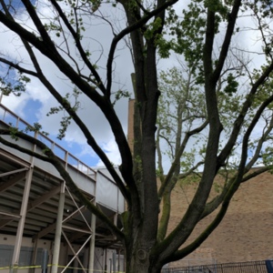 Owens tree 8_Photo Andrea Gyorody 2020 (1).JPG