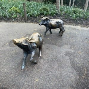Skeeter, Baby Warthogs Close Up