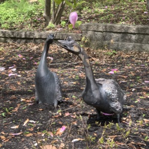 Herbie and Goose View 3