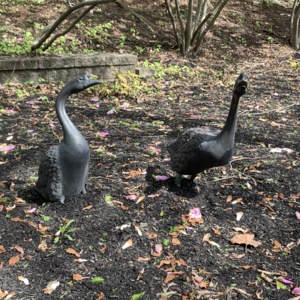 Herbie and Goose View 2