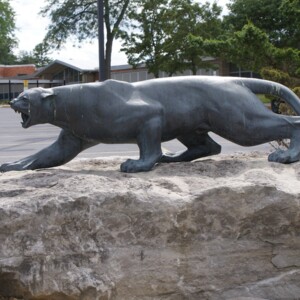 Mountain Lion Left Side.JPG