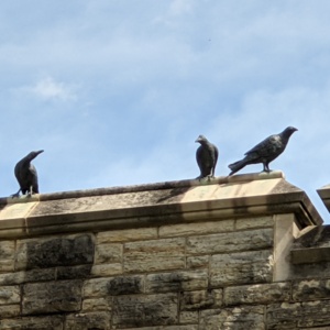 The Kenyon Crows- Close up