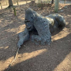 Male Gorilla Side View