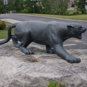Mountain Lion Side.JPG